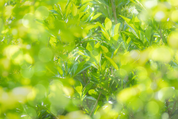 몽환적인 초록나무와 보케