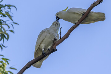 Australian Sulphur-crested Cockatoo feeding a young bird