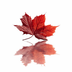 Red Maple Leaf Reflection in Still Water - Autumn Nature Photography