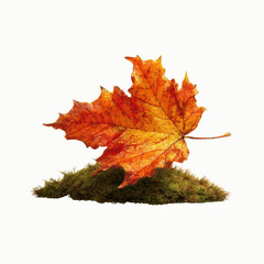 Fototapeta premium Single Autumn Maple Leaf on Moss