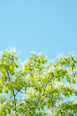 파란하늘과 초록나무