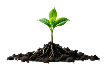 A young green plant sprouting from rich soil, isolated on a white or transparent PNG background.