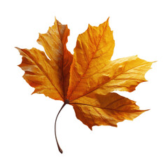Fototapeta premium Single Dried Maple Leaf, Autumn Colors, Isolated on Green Transparent background