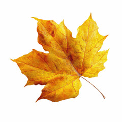 Obraz premium Single Dried Golden Maple Leaf on Teal Transparent background