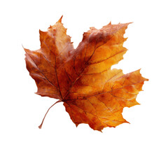 Fototapeta premium Single Autumn Maple Leaf Isolated on Green Transparent background