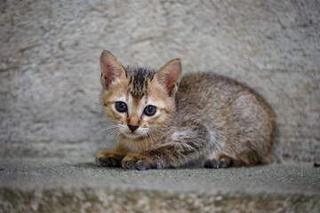 Portrait of a gray striped kitten, he lies and looks at the camera