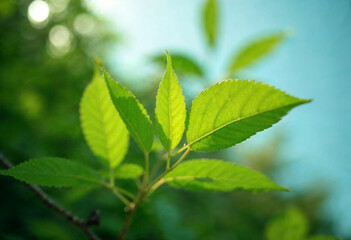 green leaves background