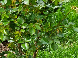 green leaves of the rose
