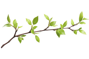 Fototapeta premium Branch with fresh green leaves against black Backdrop. New growth concept