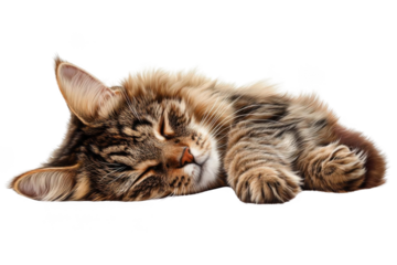 Cat Sleeping Peacefully on Black Background and Peaceful Theme