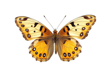 Naklejka premium Beautiful Butterfly Exhibits Golden Wing, Isolated on Black Background and Delicate Design