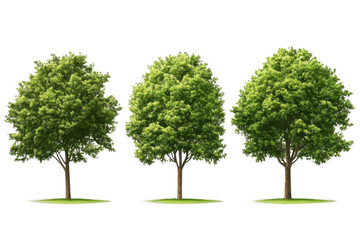 Three Trees Offer Shade and Oxygen for a Healthier Planet.