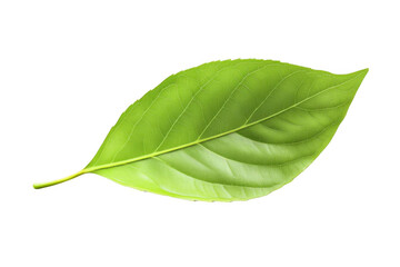 Obraz premium Show a Green Leaf on Black Background in Close Up Shot, Leaf Structure