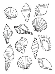 set of seashells