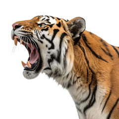 Obraz premium Roaring Bengal Tiger: A powerful Bengal tiger showcases its formidable presence, its majestic features accentuated, with striking contrast in fur and stripes.