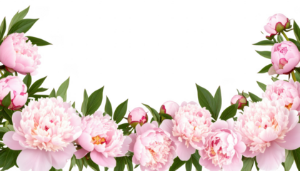 Beautiful Pink Peonies with Green Leaves for Floral Decoration