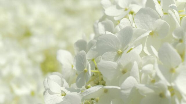 アジサイの花のクロースアップ 5倍スローモーション