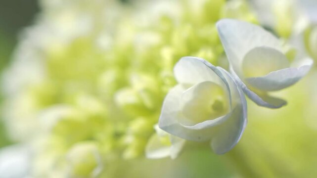 アジサイの花のクロースアップ 5倍スローモーション