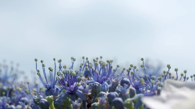 アジサイの花のクロースアップ 5倍スローモーション