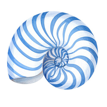 Watercolor nautilus seashell illustration, hand painted striped ocean shell clipart, marine mollusk isolated on white
