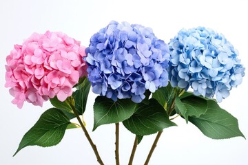 Obraz premium Three vibrant hydrangea blossoms in shades of pink, blue, and light blue