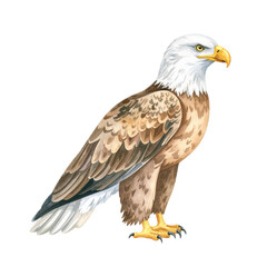 Obraz premium Eagle on a white background, spring watercolor illustration, botanical painting