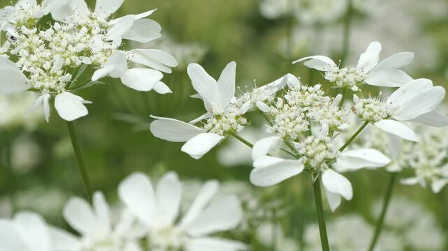 オルラヤのクローズアップ 5倍スローモーション