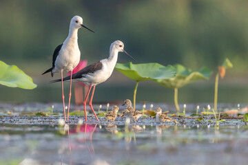 Stilt Birds in a Wetland Sanctuary: Two elegant black-winged stilt birds stand amidst a vibrant wetland habitat, their long, slender legs reflected in the tranquil water.
