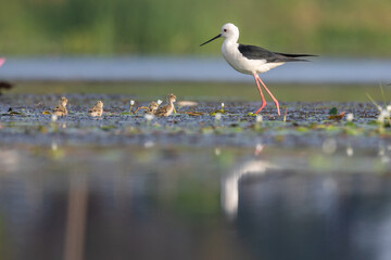 Graceful Stilt Bird on Water: A Black-winged stilt bird, characterized by its striking appearance, gracefully strolls through the shallow water, its long legs a testament to its unique adaptation.
