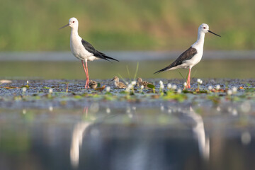 Black-winged Stilts in Wetland: Two elegant black-winged stilts wade gracefully through a shallow wetland, their reflection mirrored in the calm water's surface.