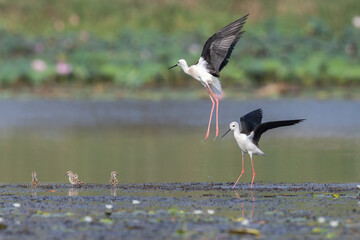 Graceful Wading Birds in Flight: Two black-winged stilts in mid-flight, wings spread wide against the tranquil backdrop of a lake. The image captures moment of wild bird activity