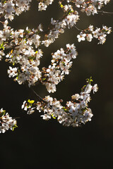 beautiful romantic plum blossoms in spring