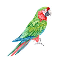 Obraz premium Parrot on a white background, spring watercolor illustration, botanical painting