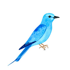 Obraz premium Blue bird, Watercolor hand painted illustration isolated on white background. Roller, Coracias garrulus