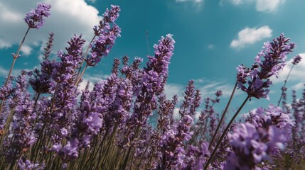 Minimal field of lavender under blue sky