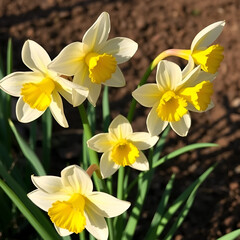 Fototapeta premium Narcissus falconet - Tazetta narcis - Narcisse Falconet