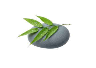 Grey stone with a green bamboo branch and water drops isolated on transparent background. Spa, zen, nature.