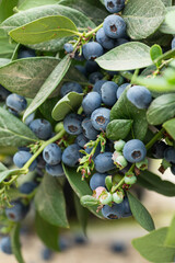 Blueberries planted in greenhouse tunnels