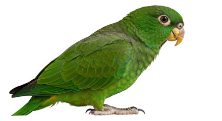 Olive-throated parakeet perched isolated PNG with Transparent Background