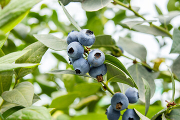 Blueberries planted in greenhouse tunnels