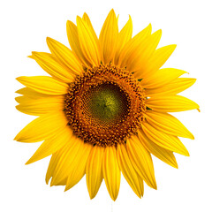 Fototapeta premium Sunflower, Generated image