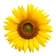 Obraz premium Sunflower, Generated image