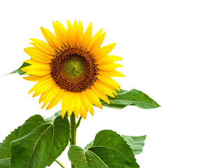 Fototapeta premium Sunflower, Generated image