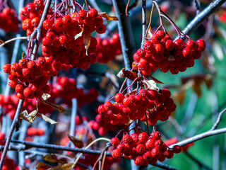 clusters of red autumn mountain ash