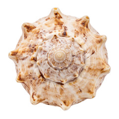 Obraz premium shell, Generated image