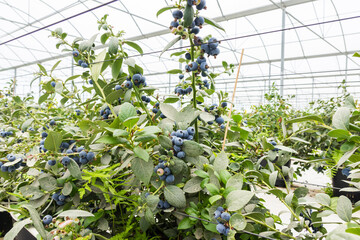 Blueberries planted in greenhouse tunnels
