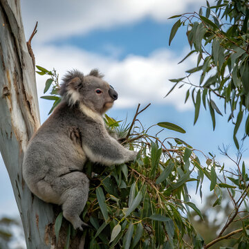 Adorable Koala in Eucalyptus Tree