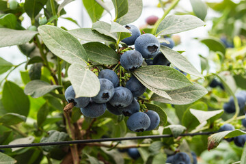 Blueberries planted in greenhouse tunnels