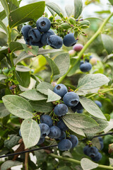 Blueberries planted in greenhouse tunnels