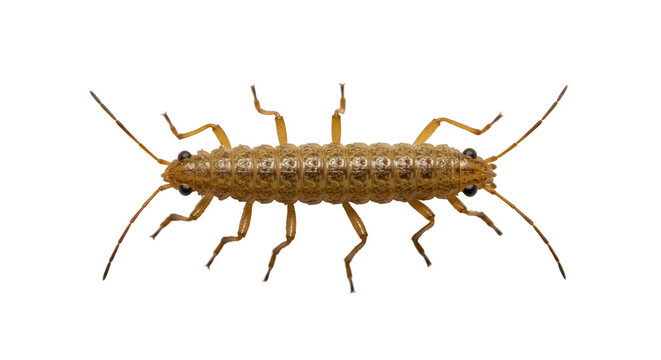 Gold fishmoth insect close-up isolated PNG with Transparent Background